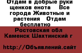 Отдам в добрые руки щенков енота. - Все города Животные и растения » Отдам бесплатно   . Ростовская обл.,Каменск-Шахтинский г.